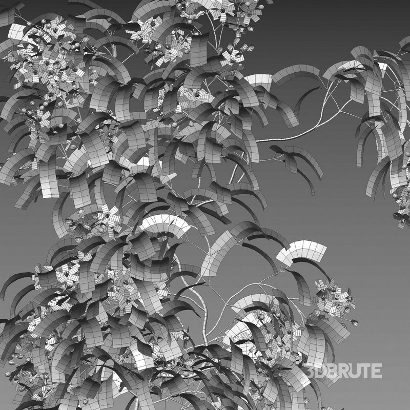 Clematis Apple Blossom 02 Image 4