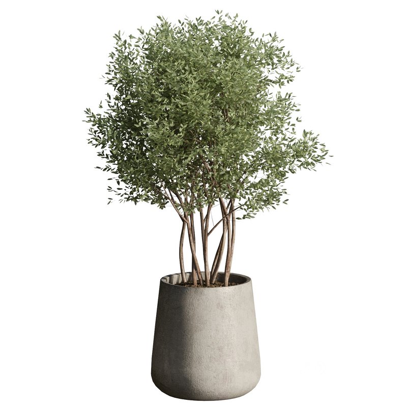 Indoor Plant 24 Image 5