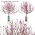Prunus persica – Peach – Nectarine Trees – 05 - Thumbnail 1