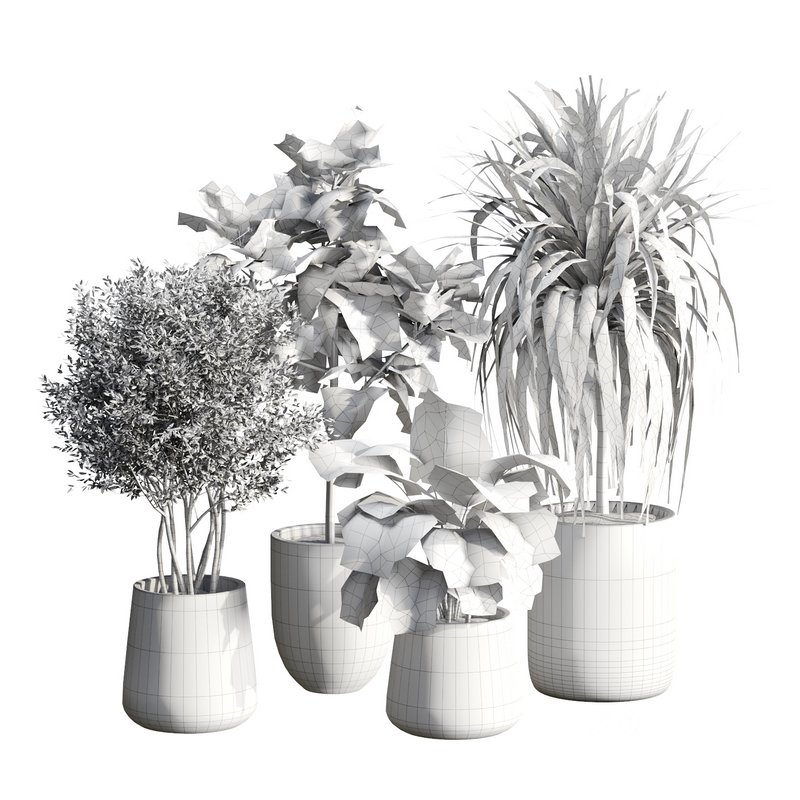 Indoor Plant 24 Image 6