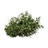 Natural Topiary Bush - Thumbnail 10