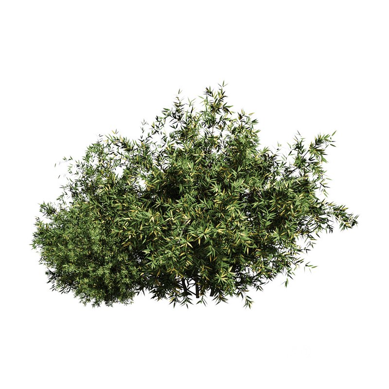 Natural Topiary Bush Image 10