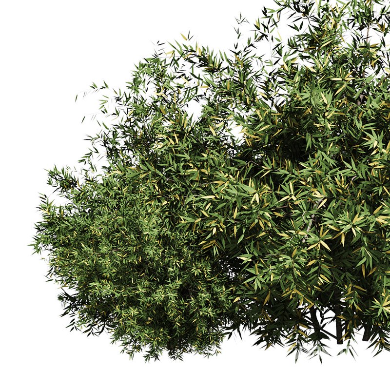 Natural Topiary Bush Image 12