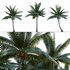 Cocos nucifera – Coconut 05 - Thumbnail 1