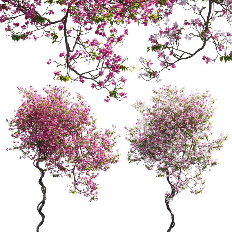 Bougainvillea 13 Image 1