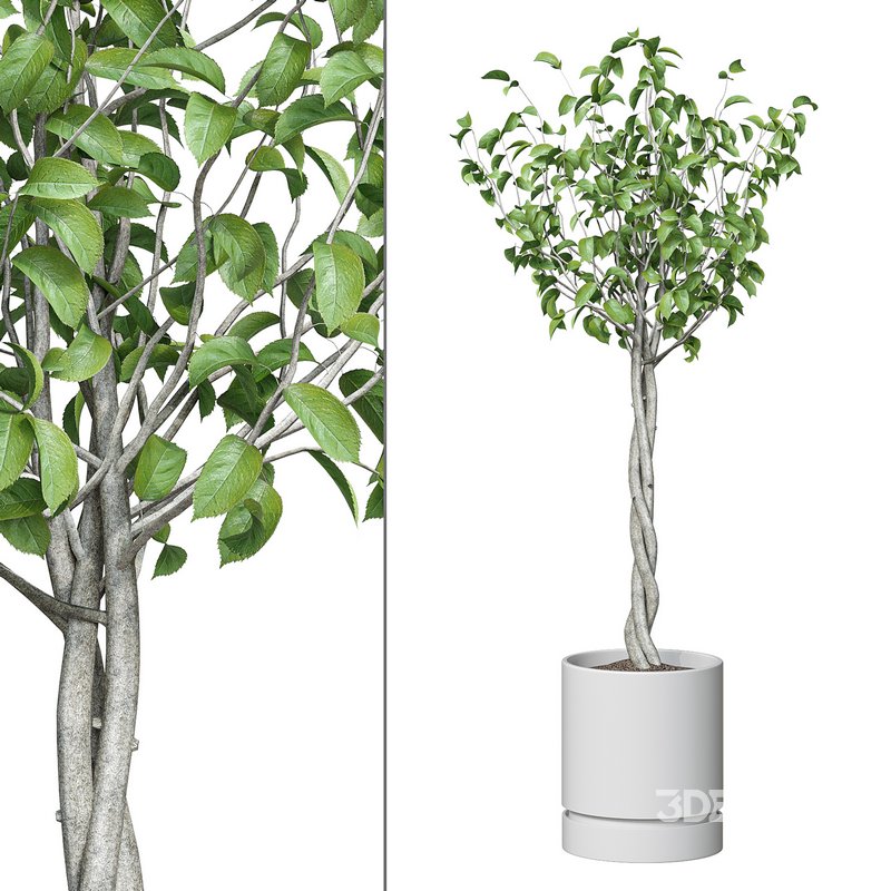 Flower set 11 Image 1