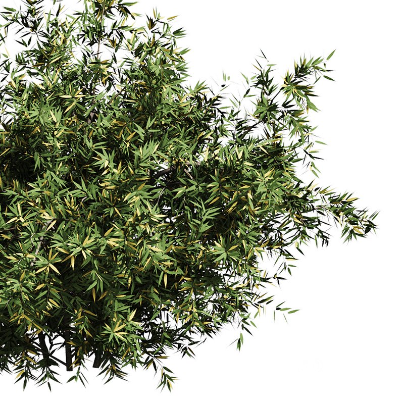 Natural Topiary Bush Image 14