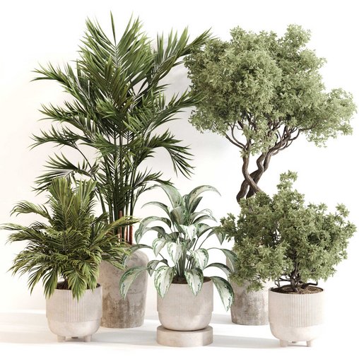 Indoor Plant Set 0123