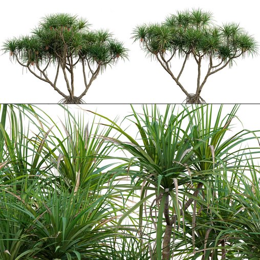 Pandanus tectorius – Screw Pine
