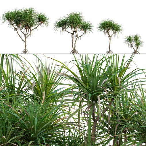 Pandanus tectorius – Screw Pine 03