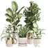 Indoor Plant Set 0115 - Thumbnail 1