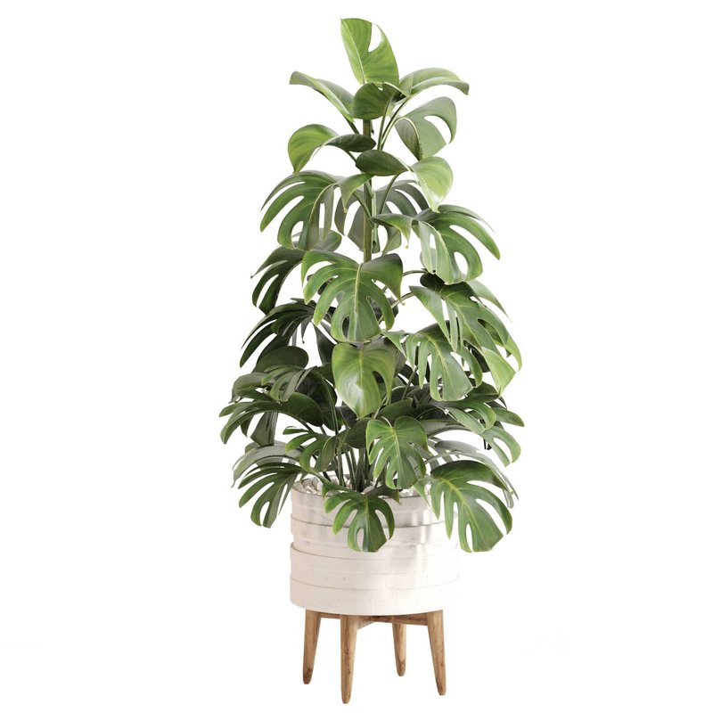 Indoor Plant Set 0126 Image 2