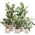 Indoor Plant Set 0122 - Thumbnail 1