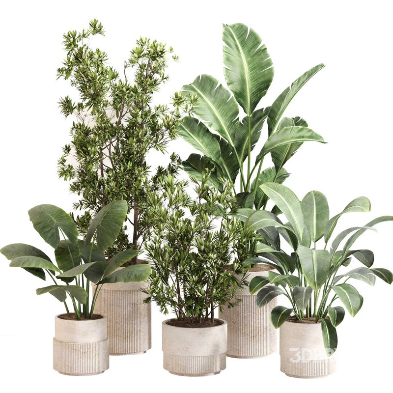 Indoor Plant Set 0122 Image 1