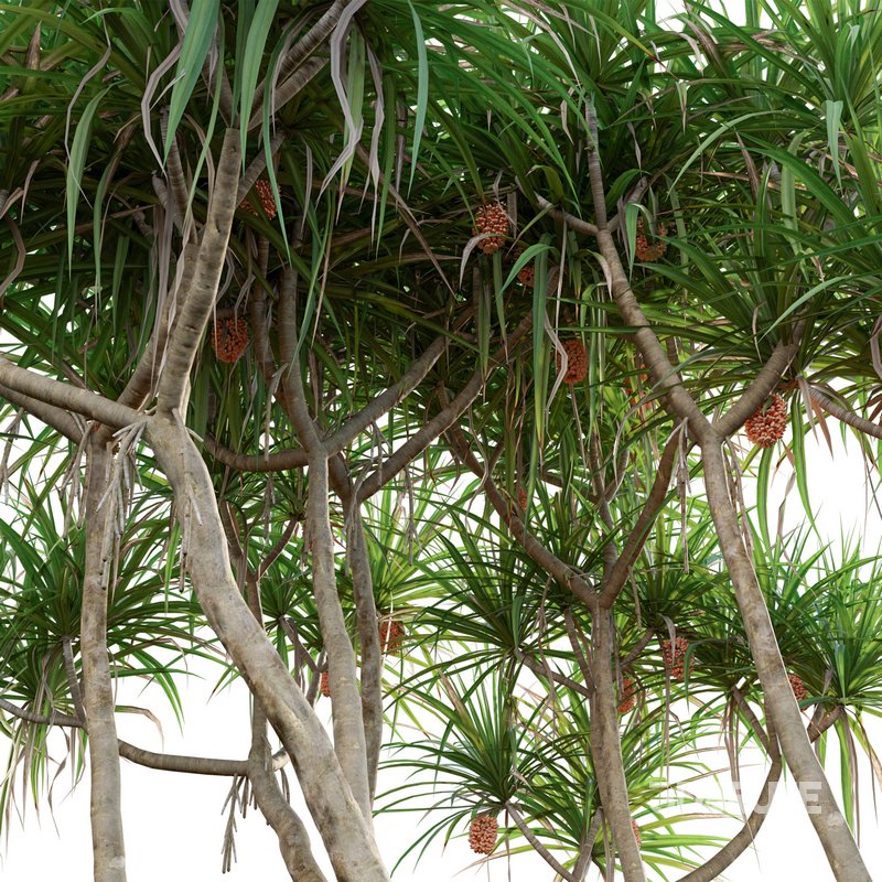 Pandanus tectorius – Screw Pine 03 Image 2