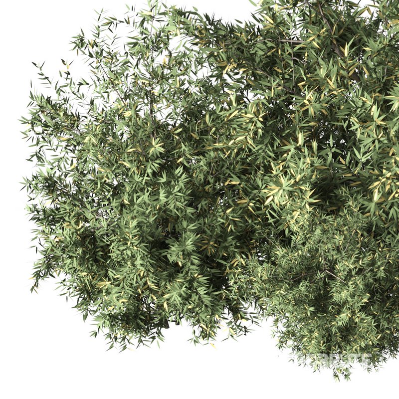 Natural Topiary Bush Image 2