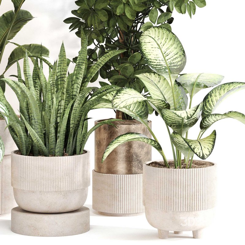 Indoor Plant Set 0115 Image 3