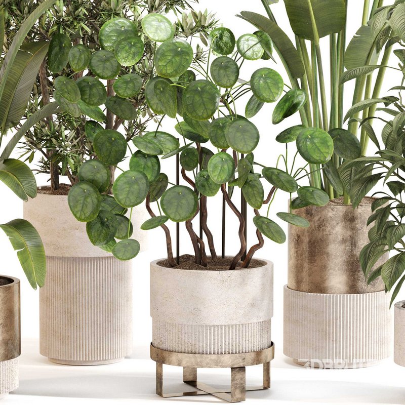 Indoor Plant Set 0121 Image 3