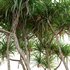Pandanus tectorius – Screw Pine 02 - Thumbnail 3