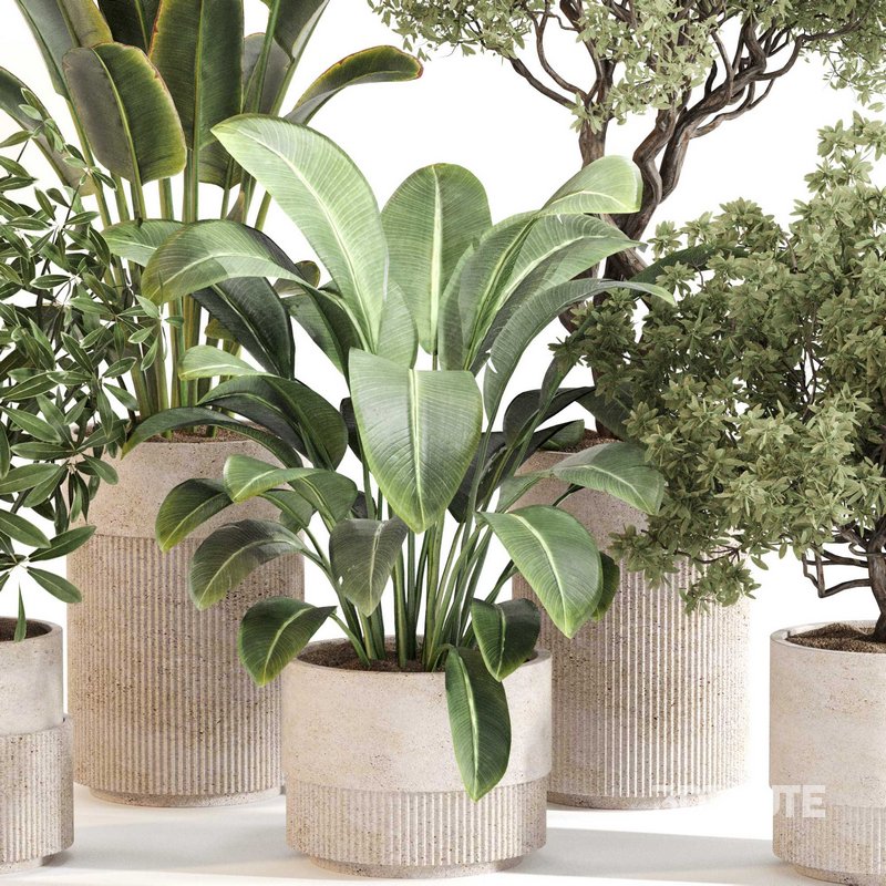 Indoor Plant Set 0120 Image 4