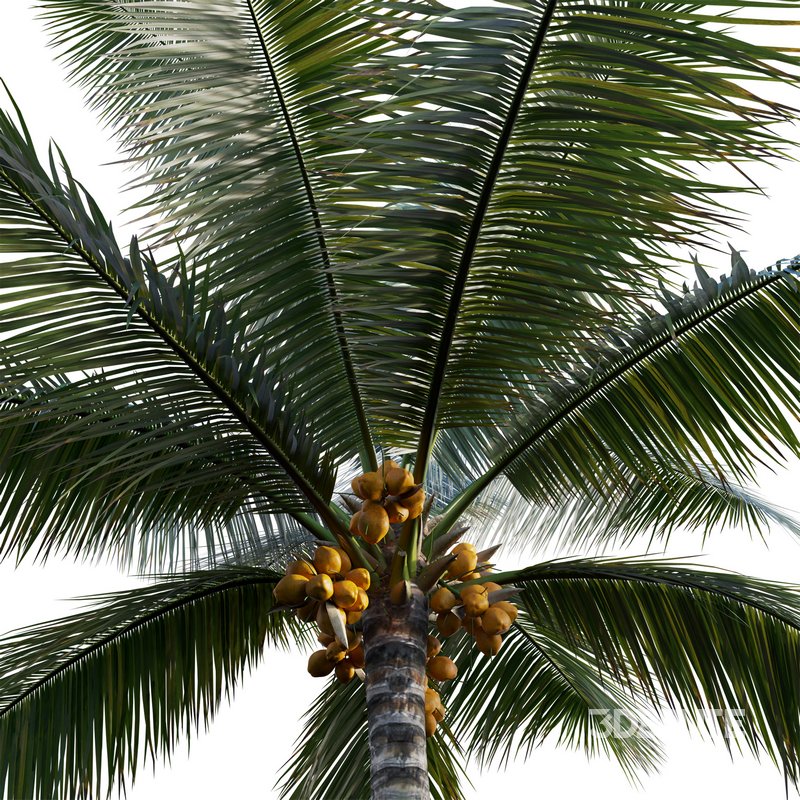 Cocos nucifera – Coconut 04 Image 2