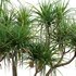 Pandanus tectorius – Screw Pine 03 - Thumbnail 3