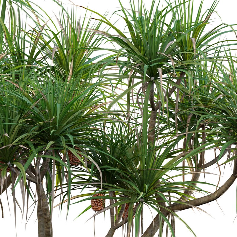 Pandanus tectorius – Screw Pine 02 Image 2