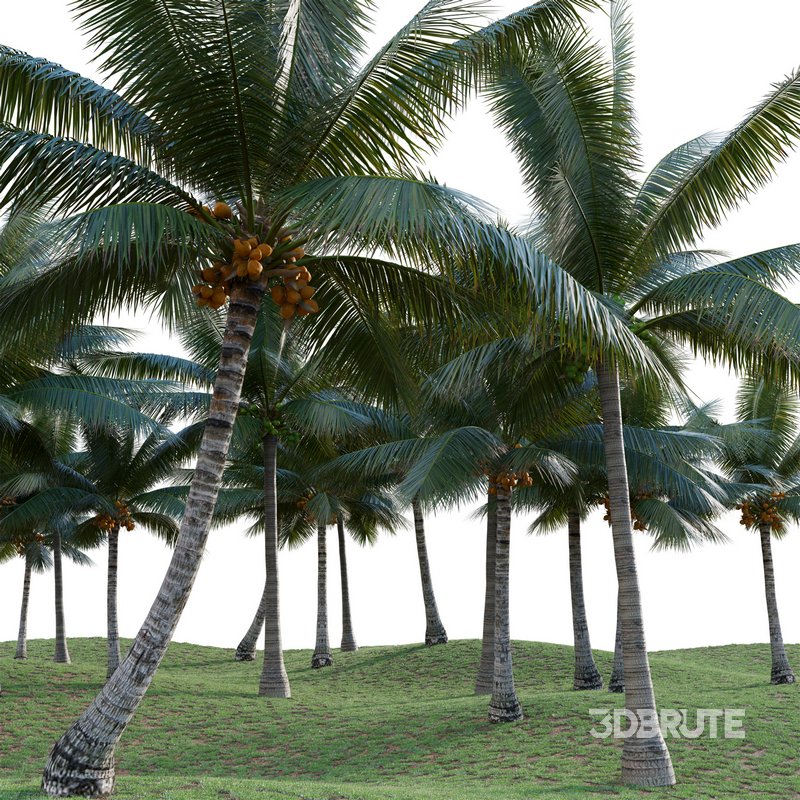 Cocos nucifera – Coconut 04 Image 3