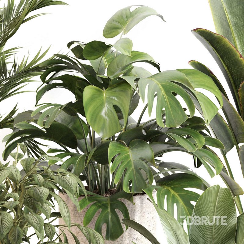 Indoor Plant Set 0117 Image 3