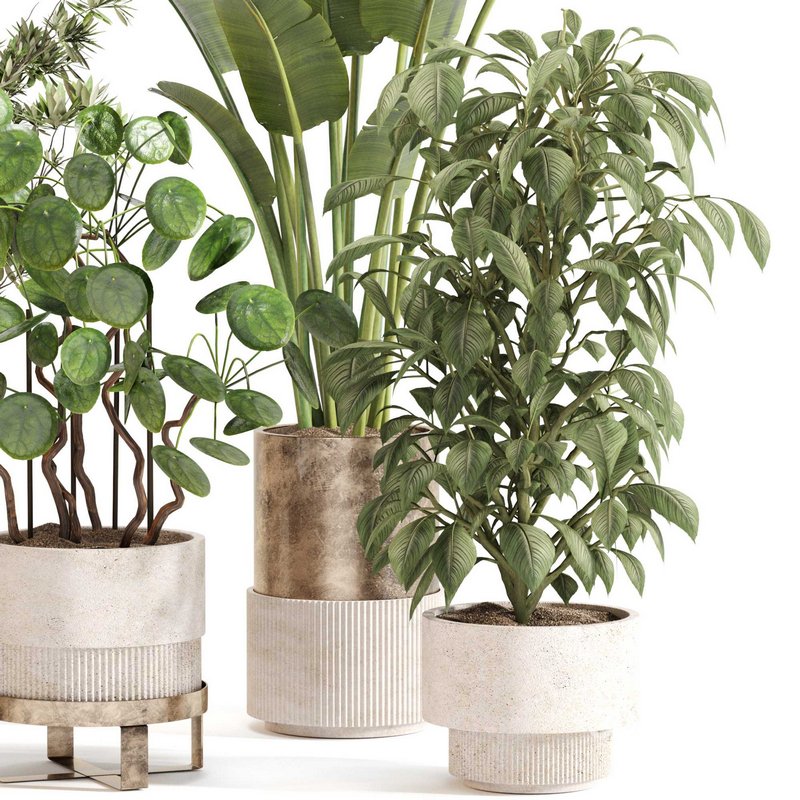 Indoor Plant Set 0121 Image 2