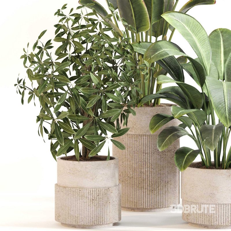 Indoor Plant Set 0120 Image 3