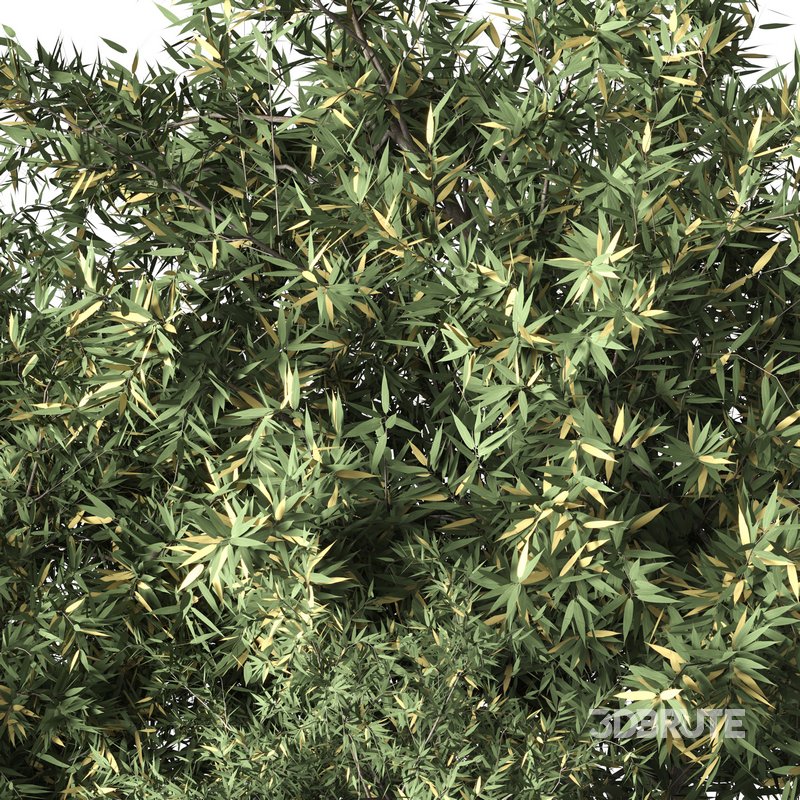 Natural Topiary Bush Image 6