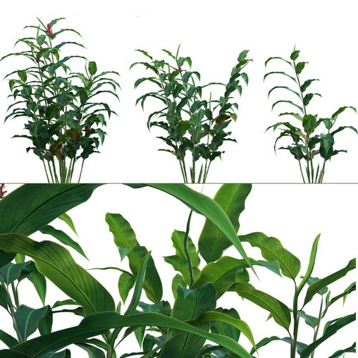 Alpinia Purpurata – Red Ginger