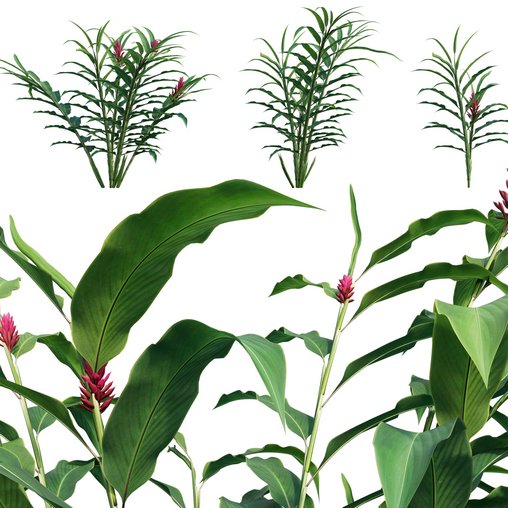 Alpinia Purpurata – Red Ginger