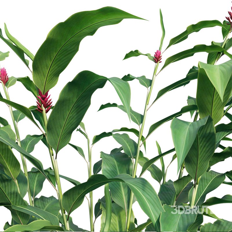 Alpinia Purpurata – Red Ginger Image 2