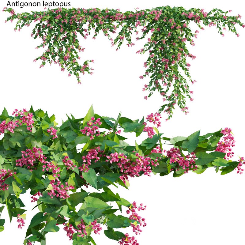 Antigonon leptopus – Coral Vine – Pink Vine Image 1
