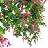 Antigonon leptopus – Coral Vine – Pink Vine - Thumbnail 2