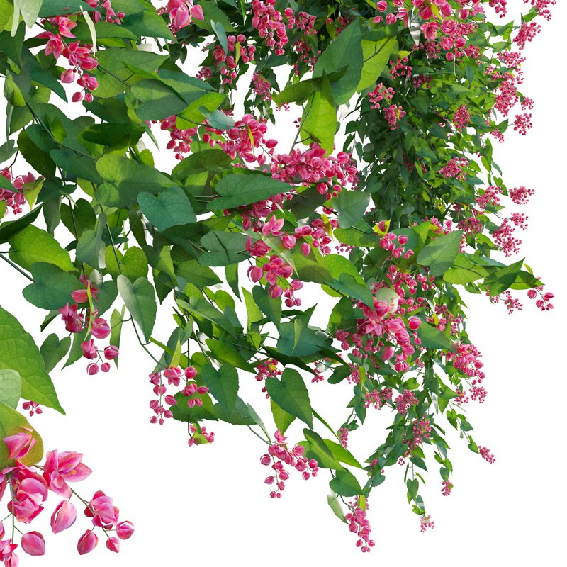 Antigonon leptopus – Coral Vine – Pink Vine Image 2