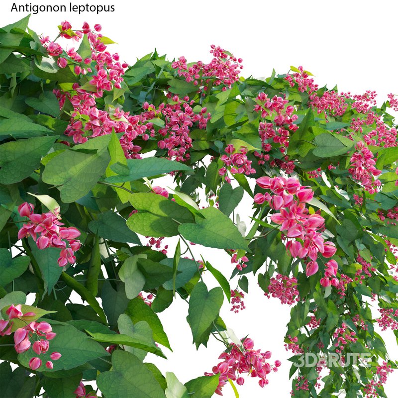 Antigonon leptopus – Coral Vine – Pink Vine Image 3