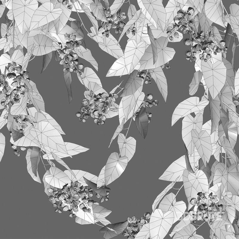 Antigonon leptopus – Coral Vine – Pink Vine Image 4