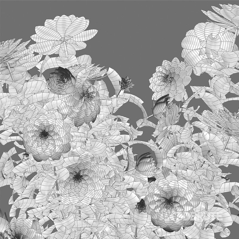 Dahlia flowers 02 Image 4