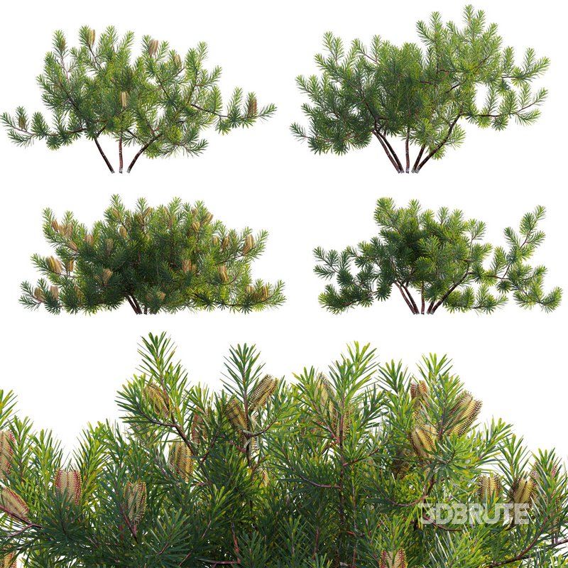 Banksia spinulosa – Hairpin Banksia 02 Image 1