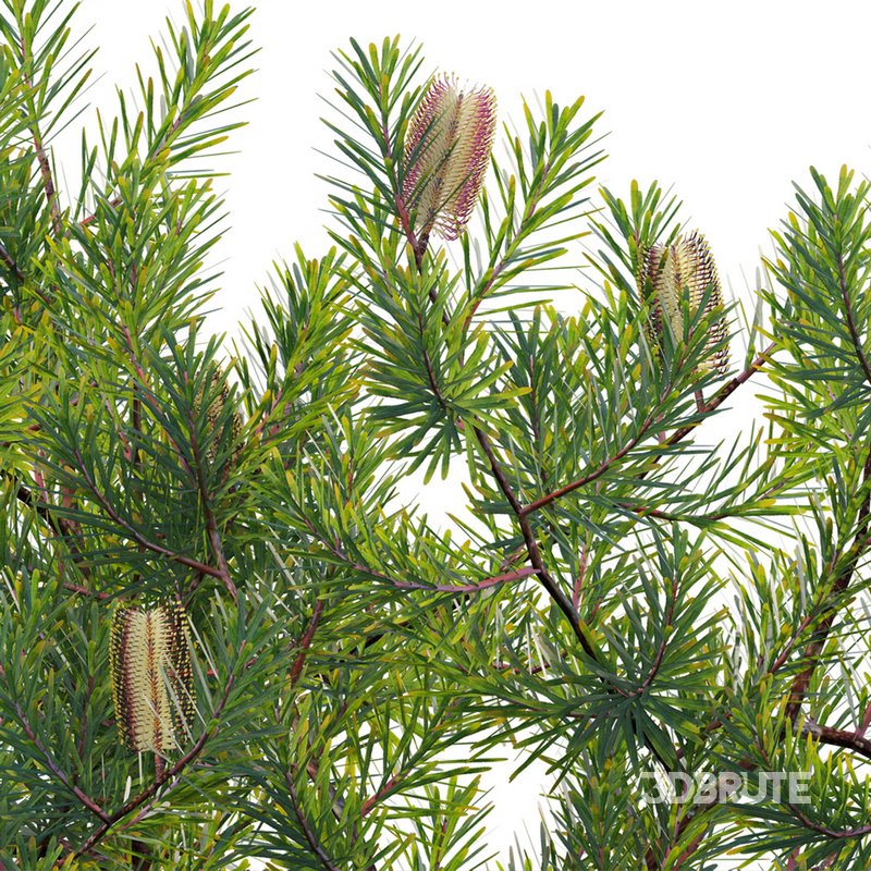 Banksia spinulosa – Hairpin Banksia 02 Image 2
