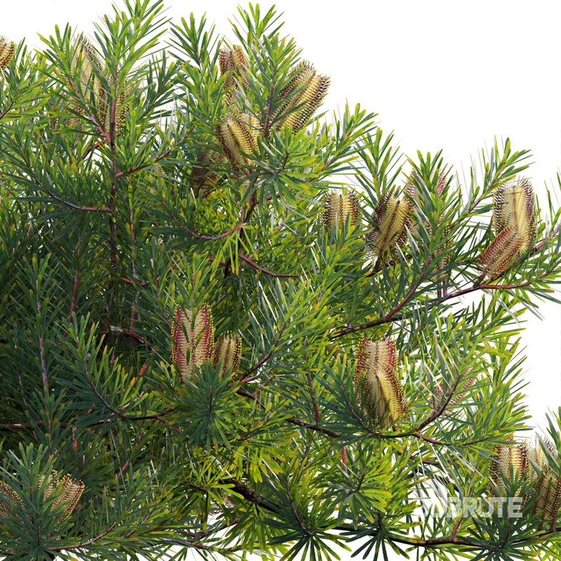 Banksia spinulosa – Hairpin Banksia 02 Image 3