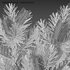Banksia spinulosa – Hairpin Banksia 02 - Thumbnail 4