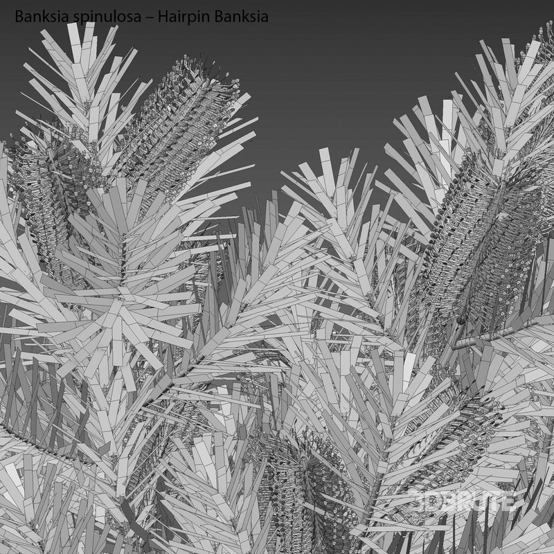 Banksia spinulosa – Hairpin Banksia 02 Image 4