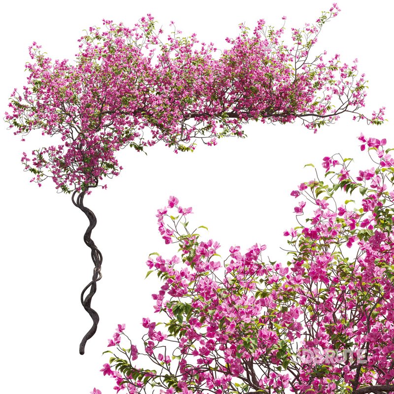 Bougainvillea 11 Image 1