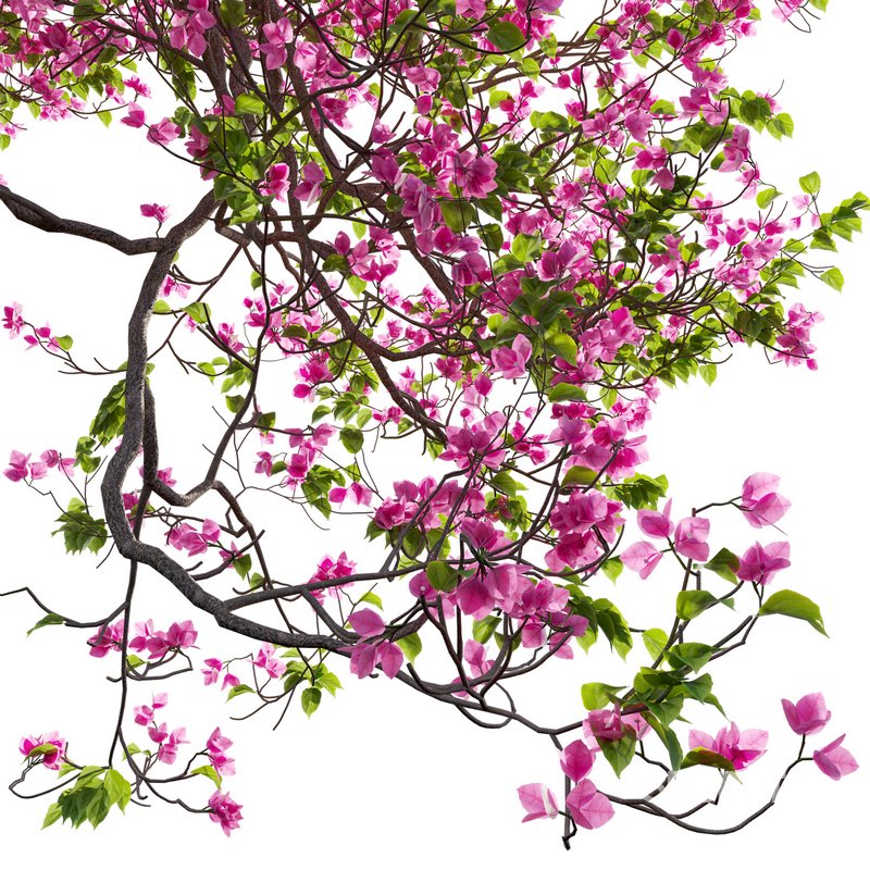 Bougainvillea 12 Image 3