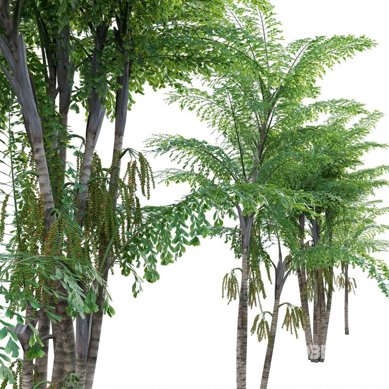 Caryota mitis – Fishtail Palm – Tukas Image 3