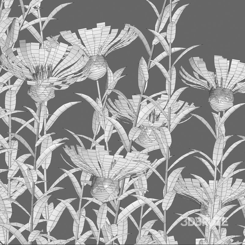 Centaurea – Cornflower – Bachelor button Image 4